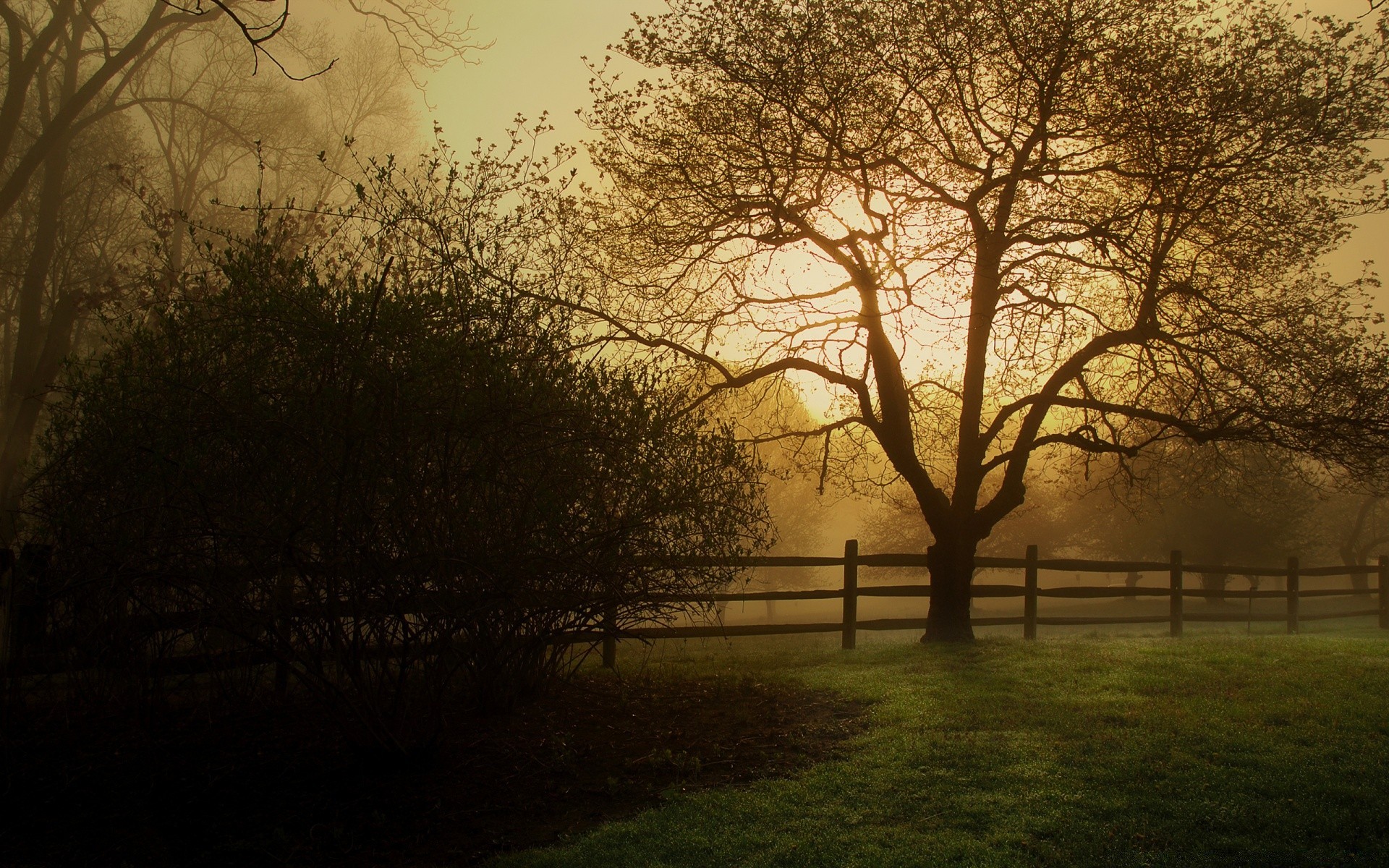 autumn landscape tree dawn fog mist fall wood nature branch sun countryside light sunset fair weather