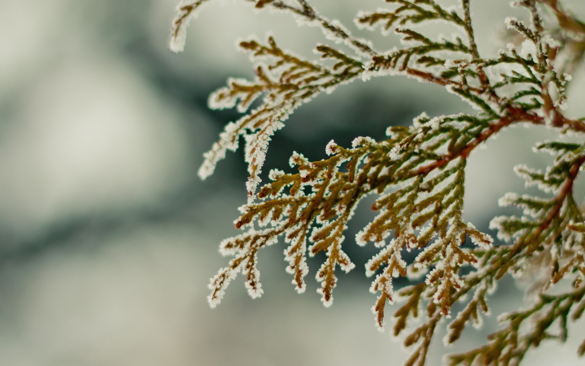winter tree nature branch frost outdoors christmas blur flora leaf season snow close-up decoration desktop bright daylight wood color